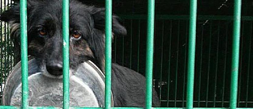 TAK dla adopcji – NIE dla wizyt