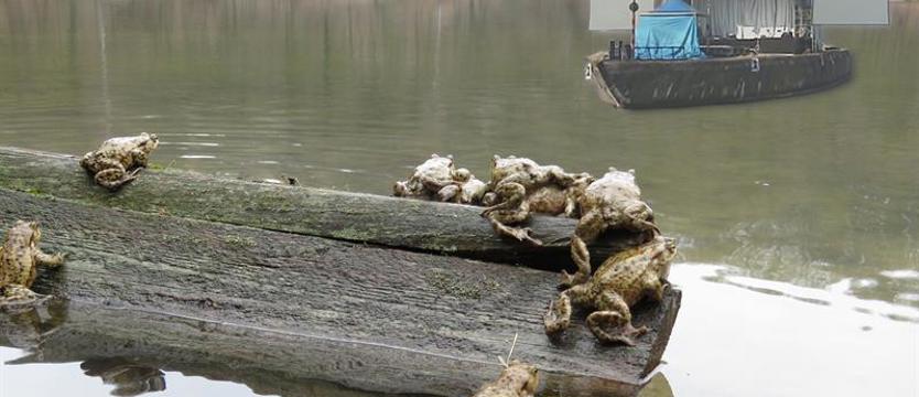 Żaby w ochronie. Zmiana organizacji ruchu przy ul. Kopalnianej