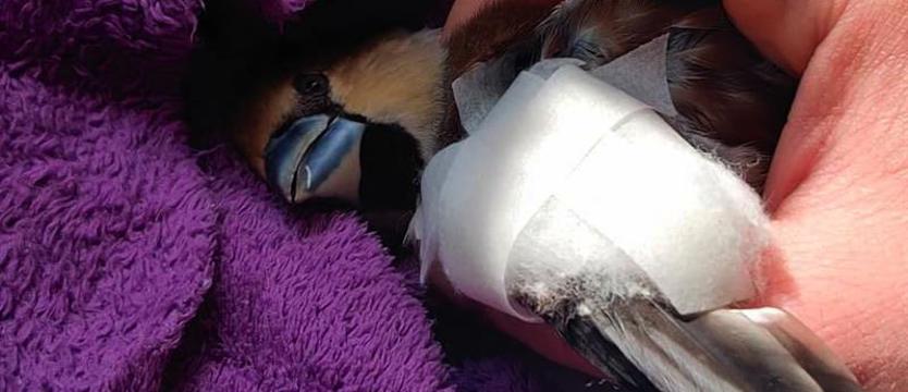 Pomóż(my) pomagać zwierzętom