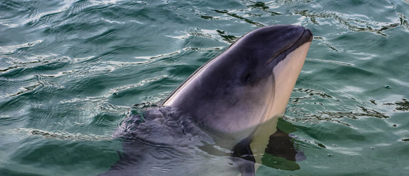 Międzynarodowy Dzień Morświna. W Bałtyku jest ich coraz mniej