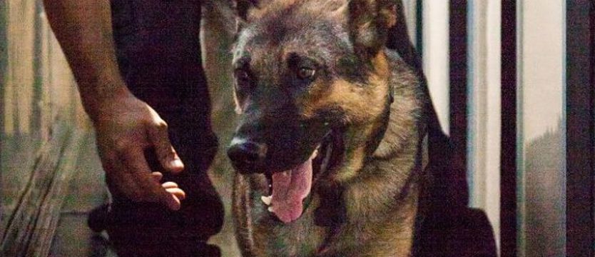 Wytrenowane psy doskonale rozpoznają chorych z COVID-19