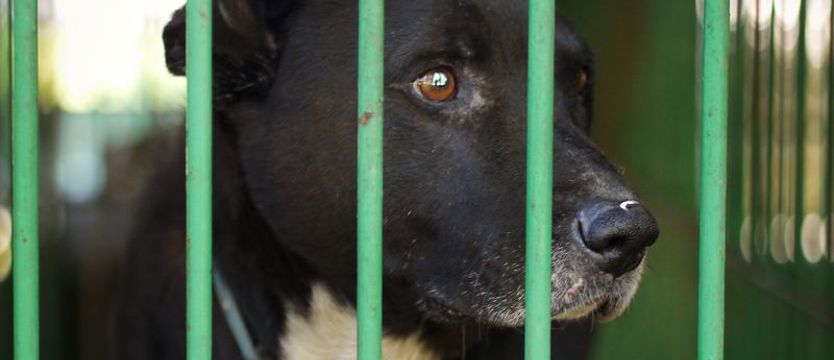 Dzień Praw Zwierząt. Podaj łapę!