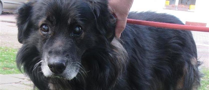 Stivi, czyli ślepy los