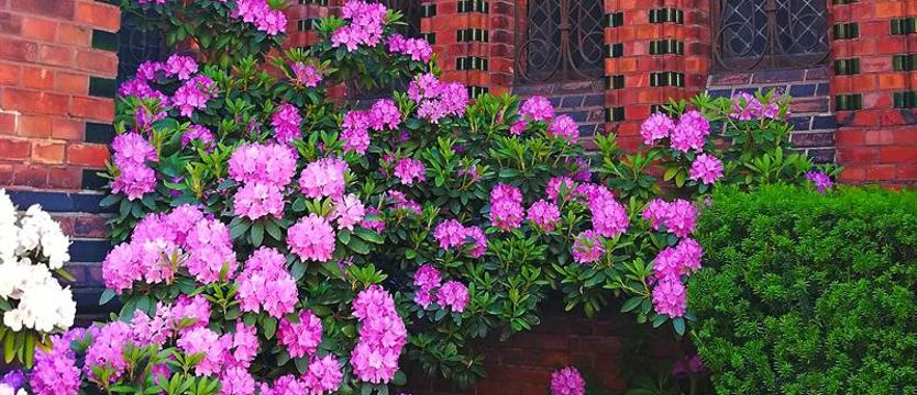 W wiosennym rozkwicie