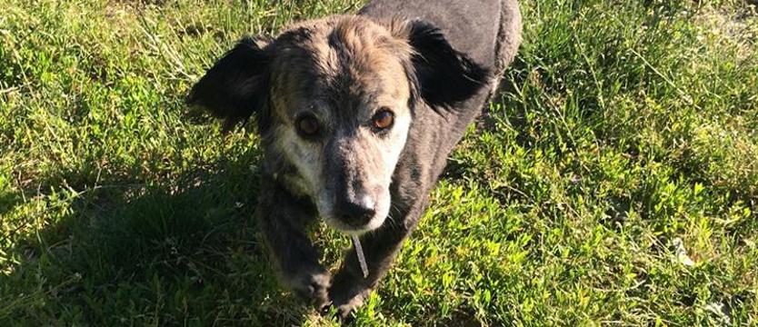 Simir, czyli czyn majowy