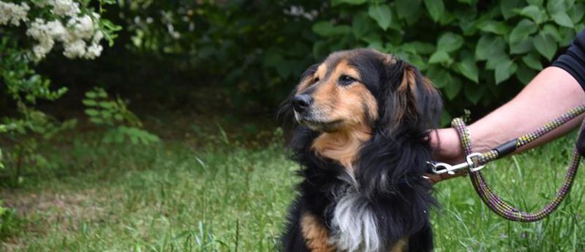 Raz, dwa... i Franek