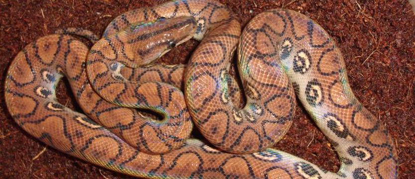 Wąż boa wypełzł z paczki w pocztowej sortowni