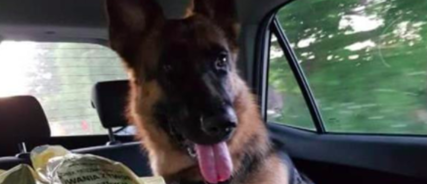 Znaczący grant od Bosmana na pomoc psom