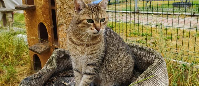 Rysia w typie... rysia