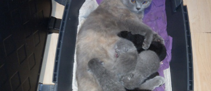 Nieoczekiwany finał interwencji strażników miejskich