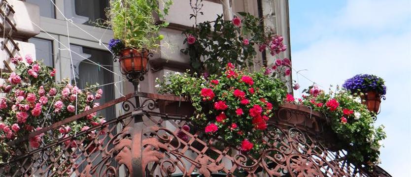 Konkurs „Cały Szczecin w kwiatach”. Pięć dni do zamknięcia listy zgłoszeń