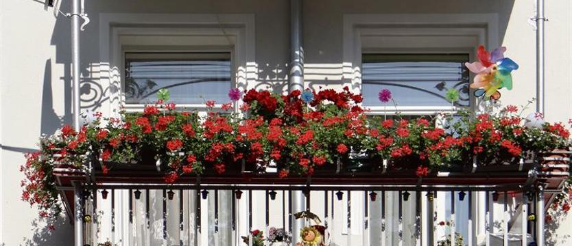 Cały Szczecin w kwiatach. Więcej czasu na zgłoszenie. Jeszcze tydzień!