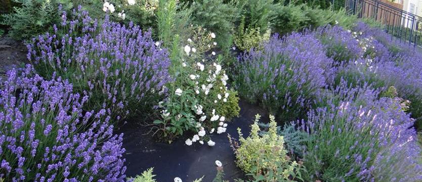 Cały Szczecin w kwiatach 2020. Najlepsi i z pasją, na start!