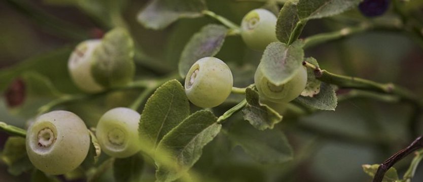 Chociaż biała to jednak czarna borówka