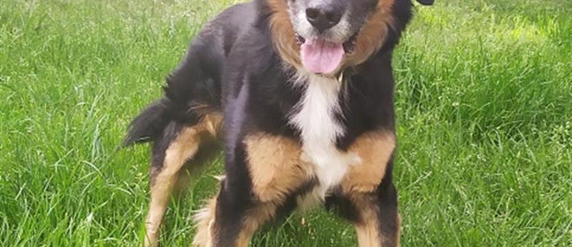 Marli z Klucza szuka nowego domu