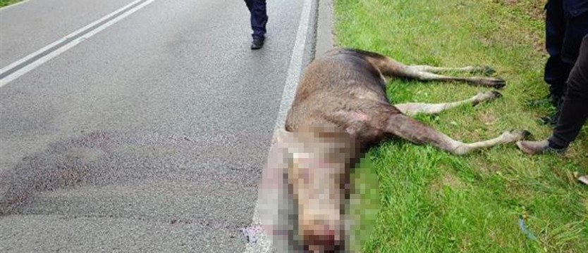 Toyota uderzyła w klępę. Łoszak uciekł do lasu