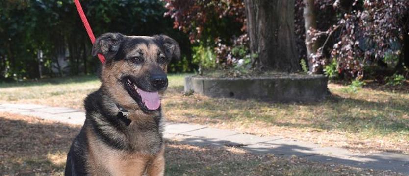 Nieśmiały pieszczoch zwany Ozzy