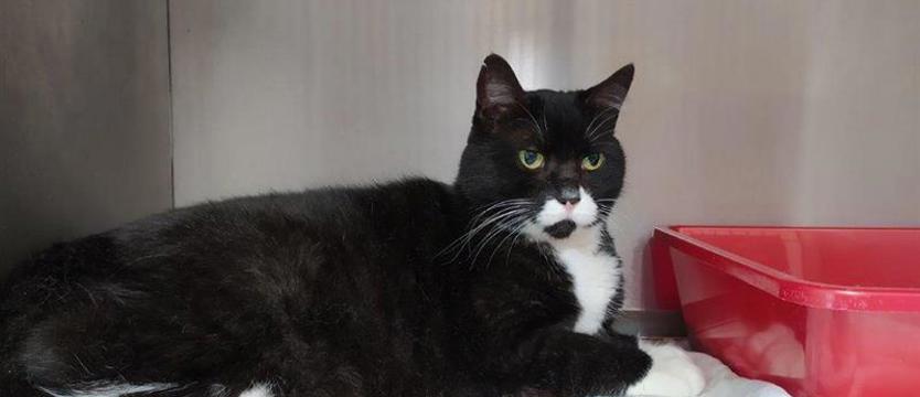 Przystań dla Miłki. Seniorka w schronisku nie przetrwa