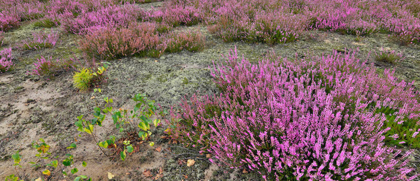 Wielkie wrzosowiska w pobliżu Bornego Sulinowa
