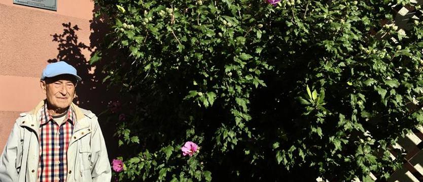 Cały Szczecin w kwiatach 2020. Hibiskusy pana Jana