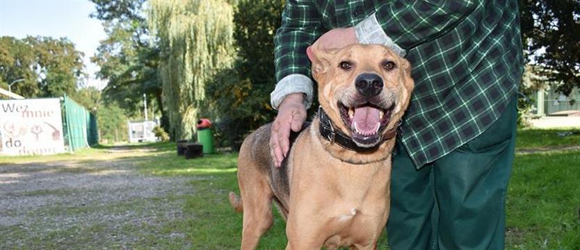 Tofik – bardziej słodki niż myślisz