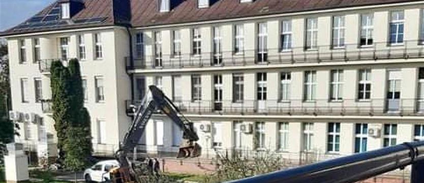 Drzewa na wagę złota. Lecz zdrowie bezcenne