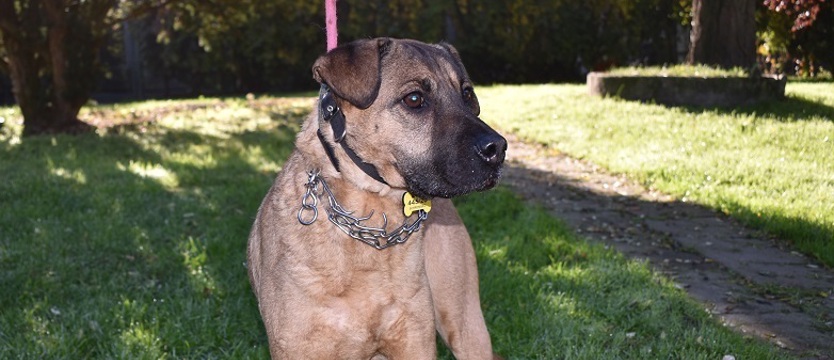 Geralt porzucony zimną nocą