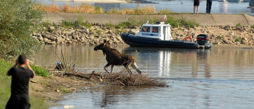 Łoś na spacerze