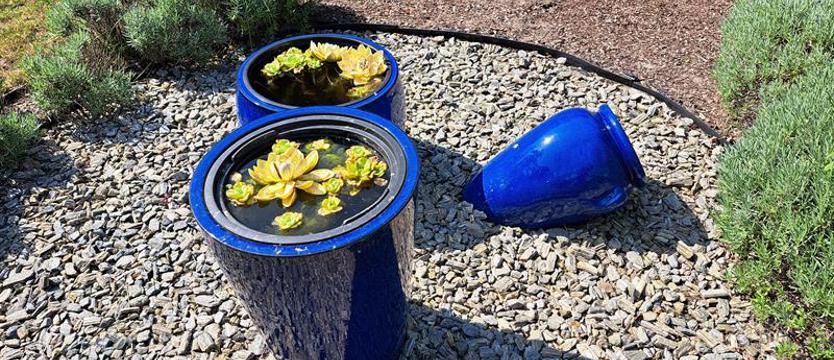 Cały Szczecin w kwiatach. Ogród ukojenia