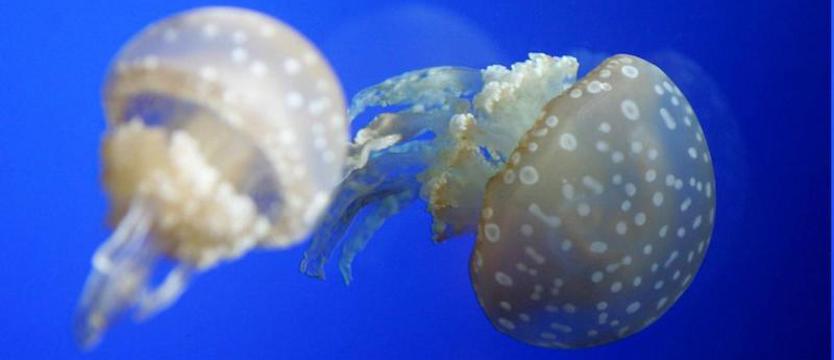 Meduzy wcale nie są takie głupie, choć nie mają mózgu