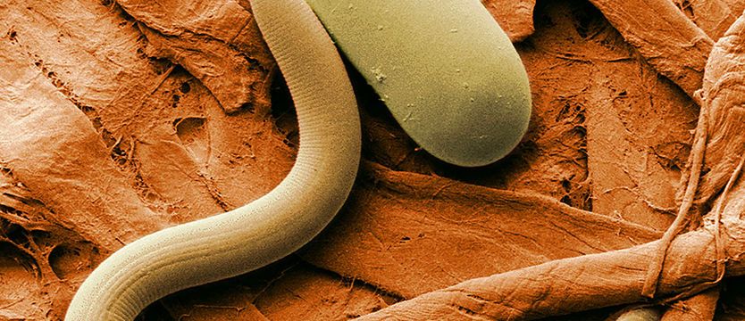 Nobel za lek na choroby od pasożytów