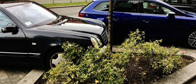 Zieleń pod naporem kół. Śladem naszych publikacji - interpelacja do prezydenta