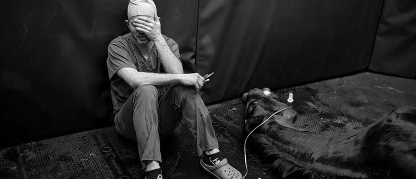 Niezwykłe kadry z kliniki leczenia koni