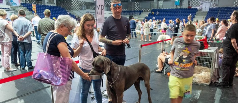 Najpiękniejsze psy w Netto Arenie