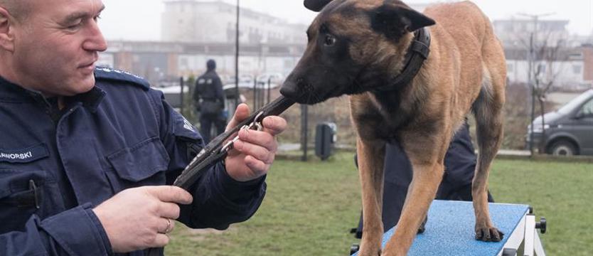 Nowi funkcjonariusze szczecińskiej policji. Tabaluga, Trafika, Troja i Torek przechodzą szkolenie