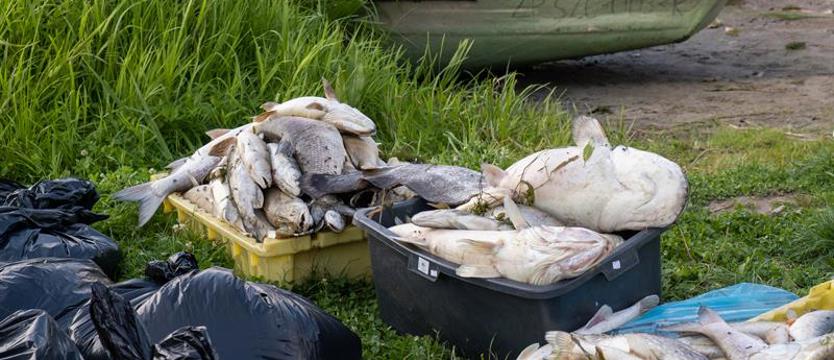 Jak zapobiec ekologicznej katastrofie. Szczecińscy naukowcy w walce ze złotą algą