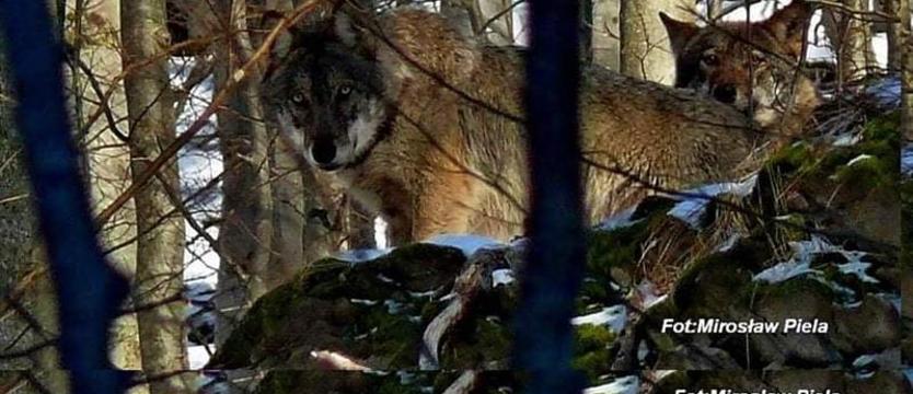 Strach ma wilcze oczy