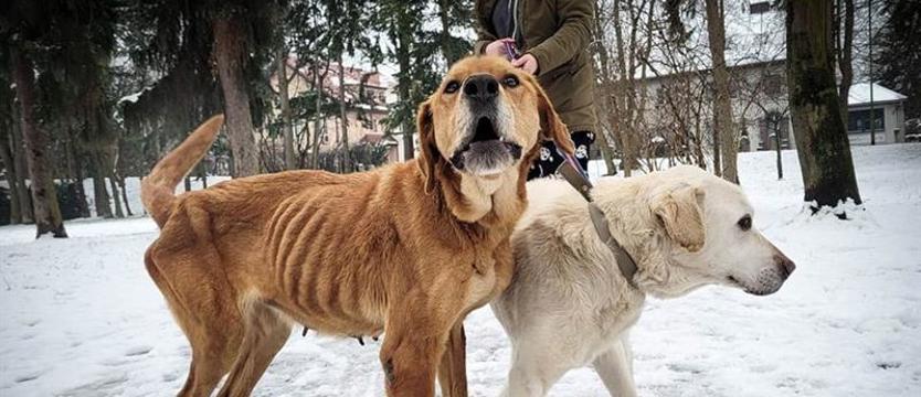 Ratunek dla głodzonych psów