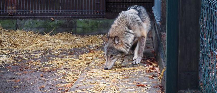 Polowanie na wilka. Kamyk na celowniku