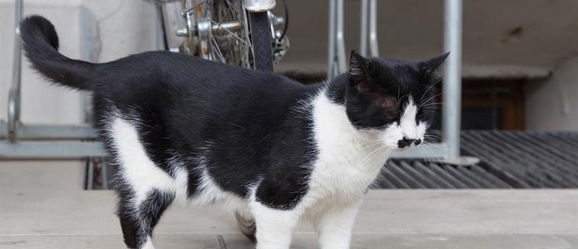 Koci arystokrata na zamku. Adolf od kilku lat w książęcych progach