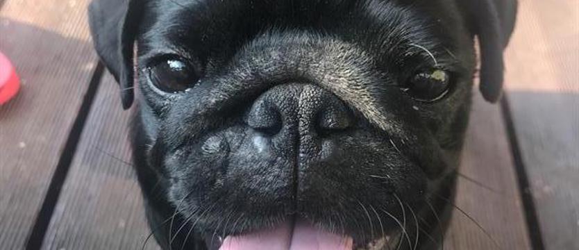 Wybierzemy Superpsiaka!