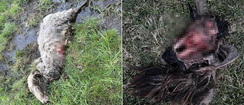 Gmina Dobrzany ma zgodę na odstrzał. Zabiją jednego wilka