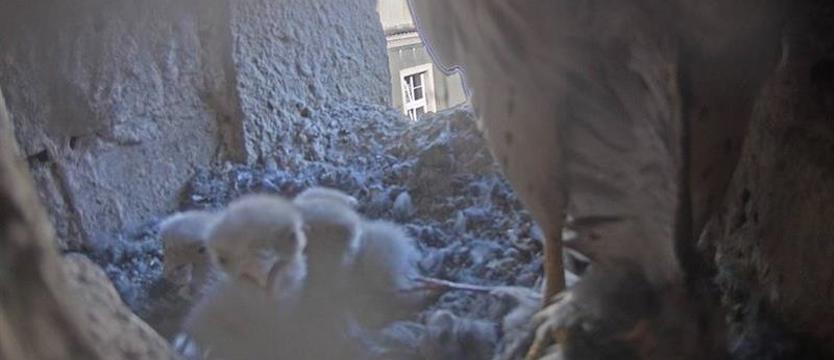 Pisklęta w magistracie. W gnieździe sokołów skorupka pękła