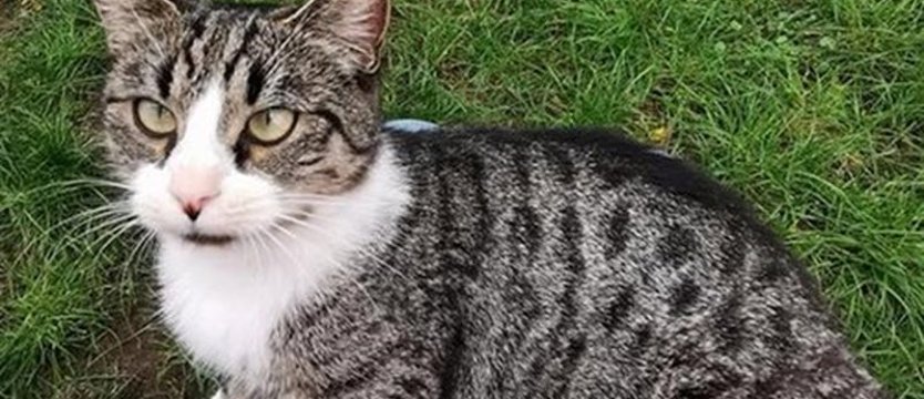 Pieszczoch tylko dla pieszczochów