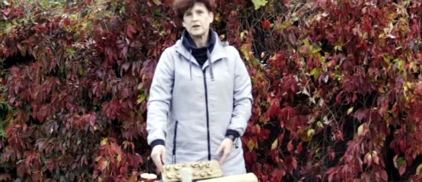 Karmniki dla sikorek i kosów