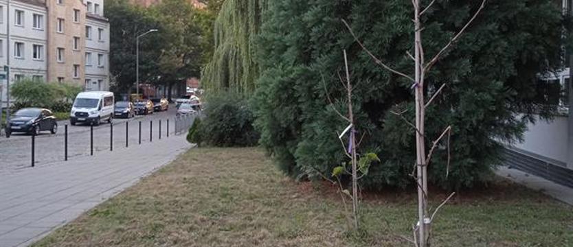 Dwa drzewa. Zielony PESEL – nie dziwi nic?