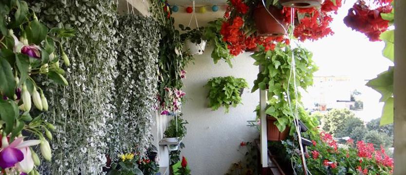 Konkurs „Cały Szczecin w kwiatach”. Czekamy na zgłoszenia!