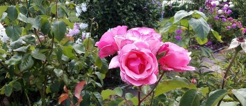 Cały Szczecin w kwiatach. Pochwalcie się ogrodami, działkami, balkonami...