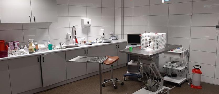 Weterynarz dla schroniska