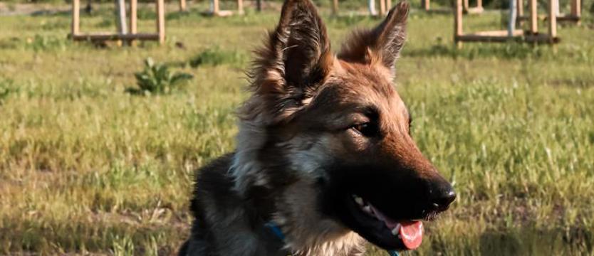 Weź mnie KURIEREM do domu. Dla Elzy dobry dom na zawsze